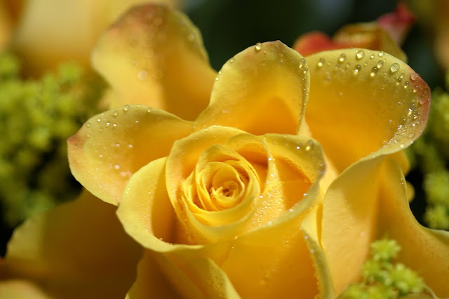 rose,yellow rose, roses image, roses piture, roses photos