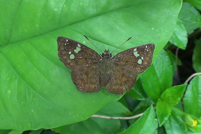 Dlium Fulvous flat (Pseudocoladenia dan)