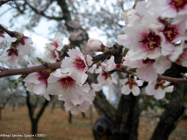 flor-almendro-torrebaja-valencia