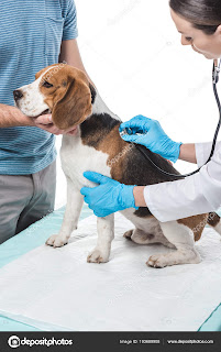 pet insurance that covers vaccinations and neutering