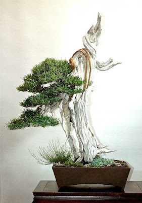 Bonsai Rosemary