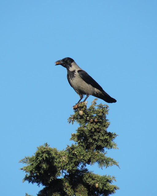 Hooded crow, San Miniato al Monte, Via delle Porte Sante, Florence