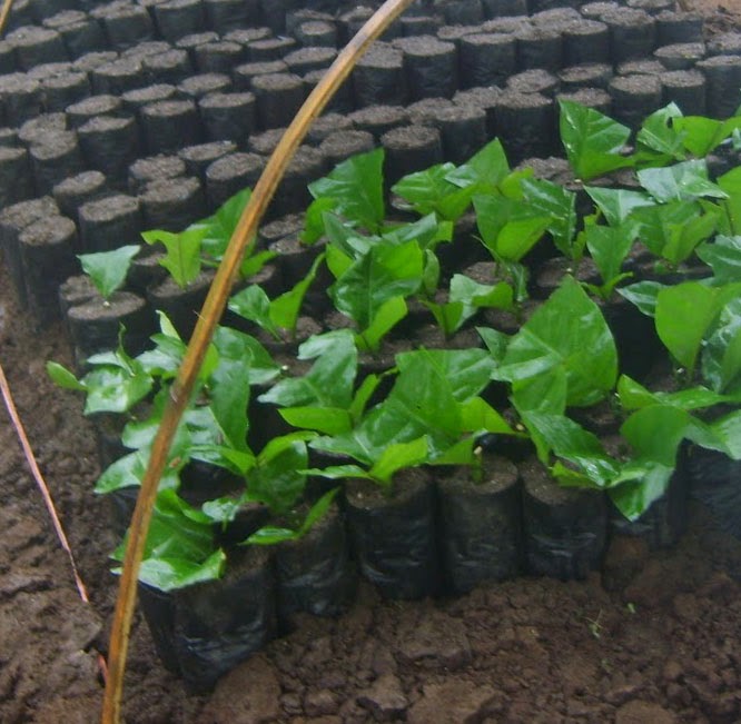 Pembibitan Tanaman Kopi Jual Polybag Murah