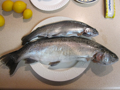 Pictures Of Rainbow Trout. rainbow trout recently.
