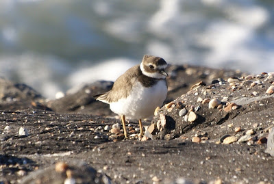 Bûnte Wilster - Bontbekplevier - Charadrius hiaticula