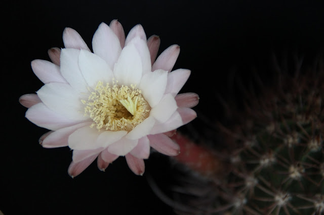 Echinopsis leucantha