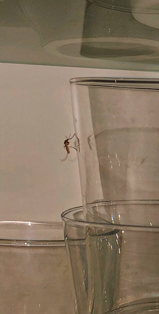 Mosquito on Empty Glass