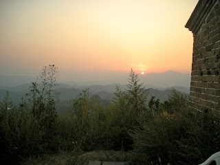 plants in the sunset