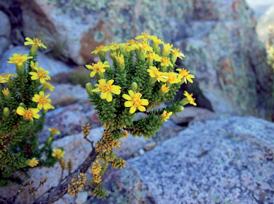 Chiliophyllum densifolium