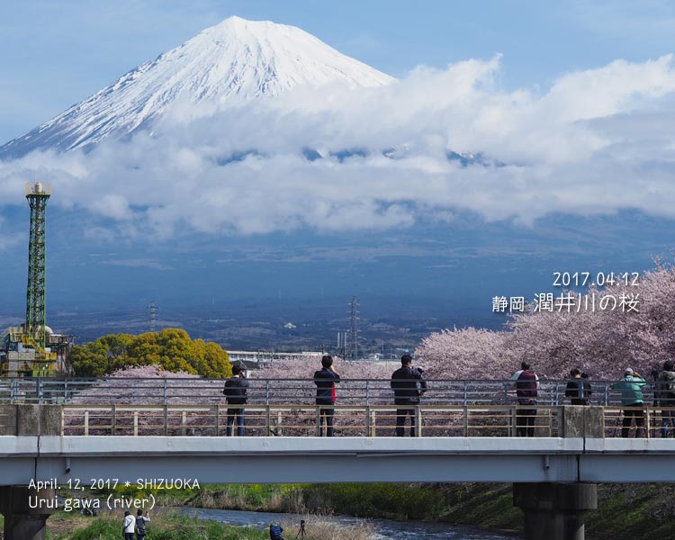 潤井川（富士宮）の桜