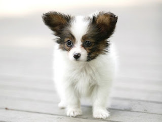 Papillon Puppy Picture