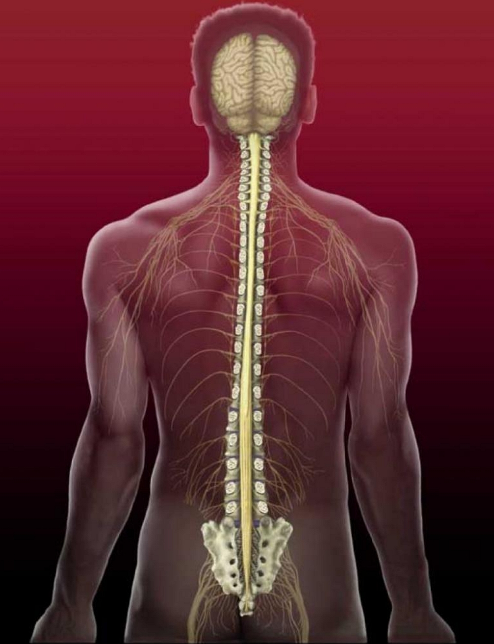 Spinal brain. Спинной мозг. Спинной мозг нервная система. Анатомия человека позвоночник спинной мозг. Спинной мозг внутри позвоночника.