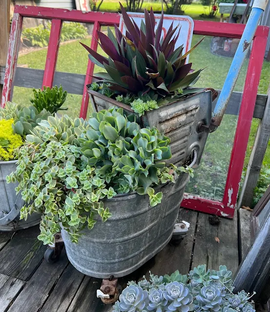 Photo of a mop bucket planted with succulents.