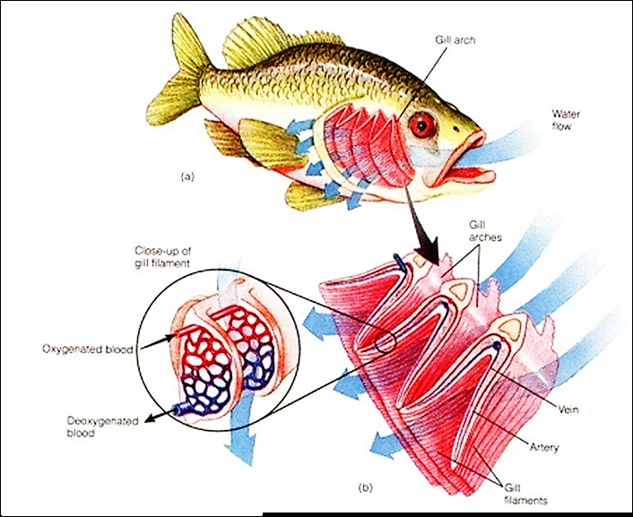  Gambar  Pernapasan Ikan  Beserta Bagian  Bagiannya  Ilmu 