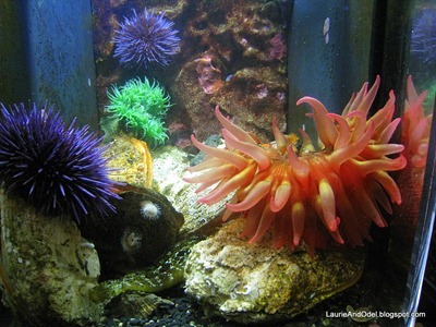 anemones