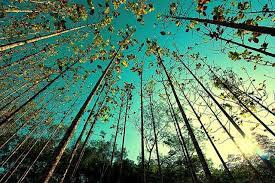 Kottachedu Teak Forest