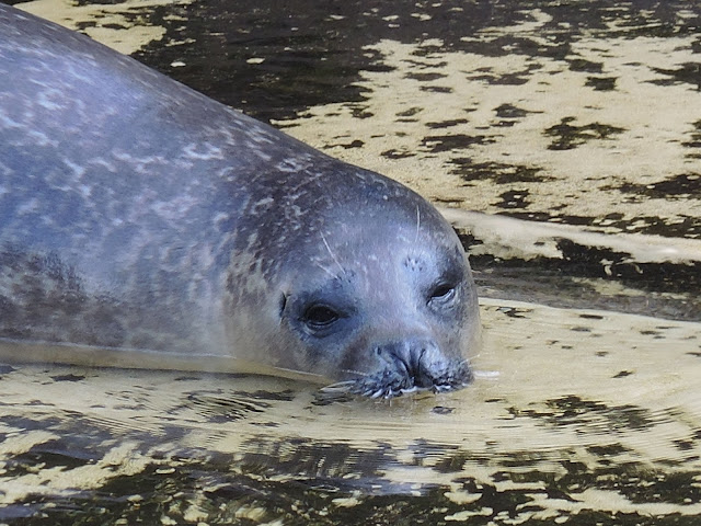 Antwerpen: in de zoo - zeehondjes