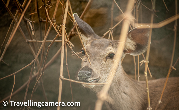 What to expect inside Rewalsar Zoo?   Deers, sambhars are in abundance at Rewalsar zoo and a good part is that they have huge area in the hills to walk/play around.   There are quite a few bears but it's sad to see them caged in small areas and we realised that many of them have become very lazy. May be because of the fact that they can't move much because of space constraints.