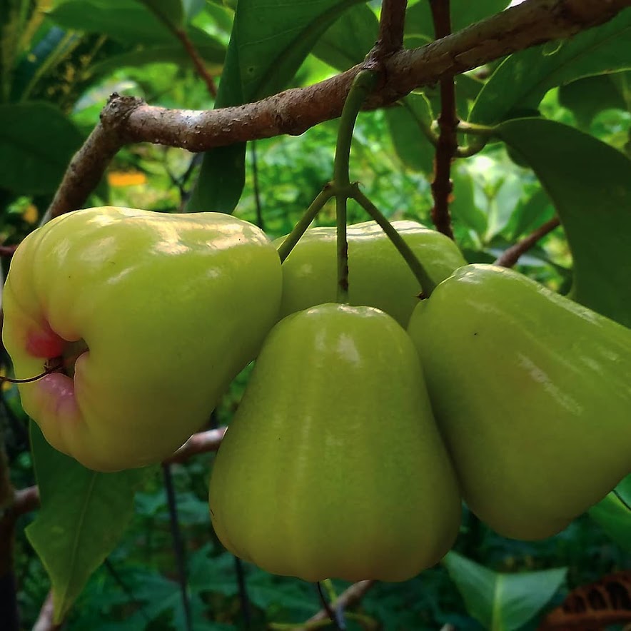 bibit buah jambu madu deli hijau yang paling bagus sumatra selatan Padang Panjang