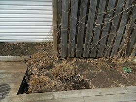 Birch Cliff Toronto Scarborough Backyard Spring Garden Cleanup After by Paul Jung Gardening Services a Toronto Gardening Company