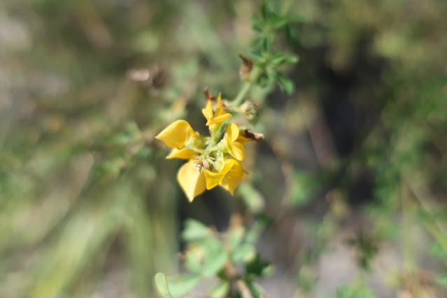 Yellow Pea flowers