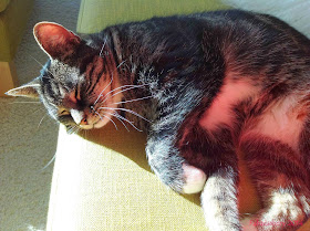 Suzi the cat in the sun