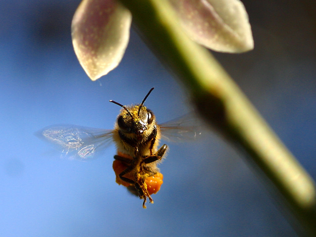 Wallpaper Bees