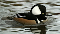 Hooded merganser drake, Ken Billington   