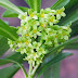 Early blooming spurge laurel