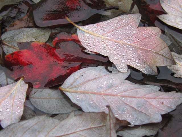 raindrops on red leaves