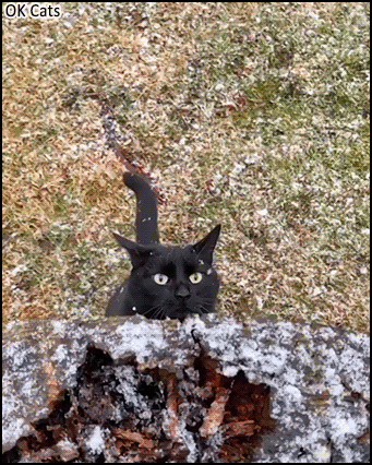 Amazing Cat GIF • Beautiful black cat with sharp claws climbs a snowy tree in slow mo [ok-cats.com]