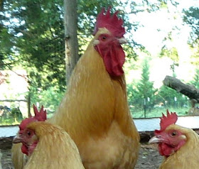 our Buff Orpington rooster is always on the alert for hawks