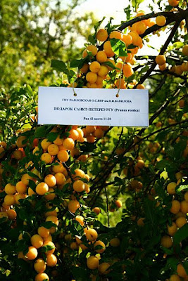 Russian plum (Prunus rossica) growing at  Pavlovsk