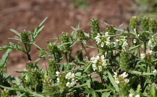 Prunella laciniata Flowers Pictures