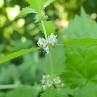 Wolfspoot, Lycopus europaeus, Lycopus virginicus, European bugleweed