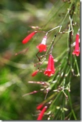 IMG_2536 (Medium)