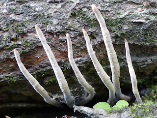 Xylaire du bois - Xylaria hypoxylon