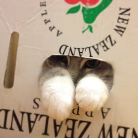funny cat pictures, cute cat in box