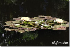 IMG_6335