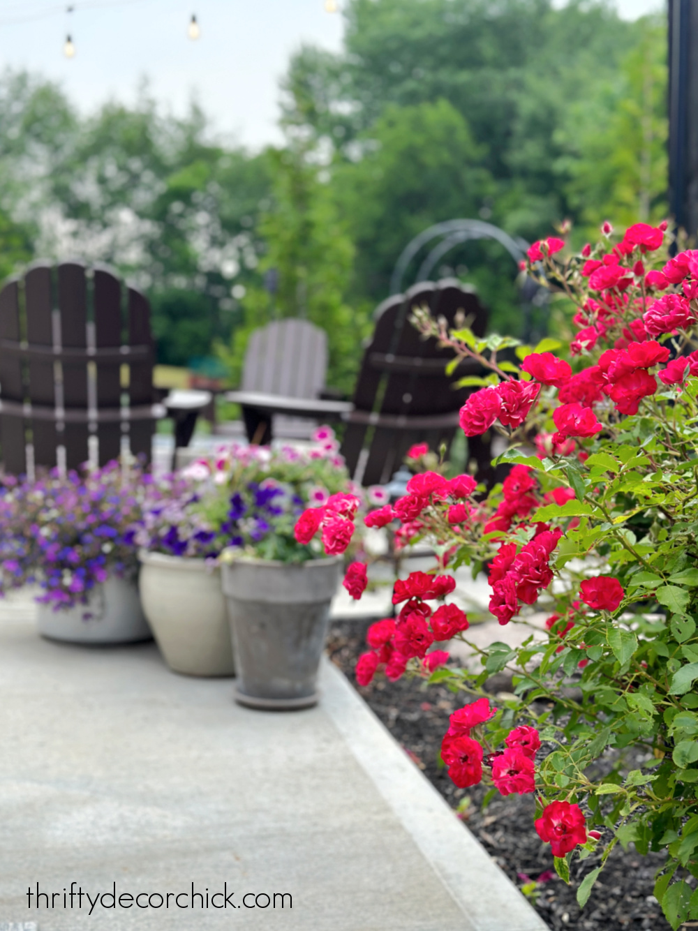 red mystic fairy knockout roses