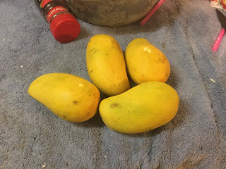 Dehydrating mangoes, ataulfo mango, honey mango,