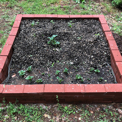 Potatoes, peppers, tomatoes, and my one 5-year-old strawberry plant