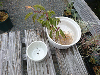 ミニ盆栽　鉢