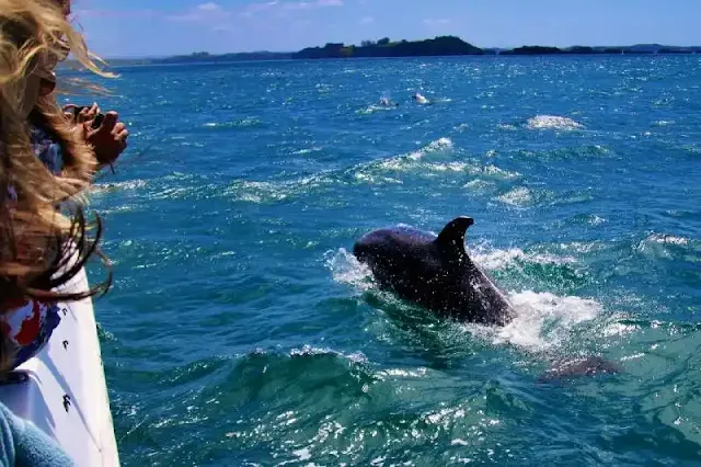 La inquietante práctica de los delfines en la bahía de Australia: Mendigando comida a barcos pesqueros pone en riesgo su bienestar y la ecología marina