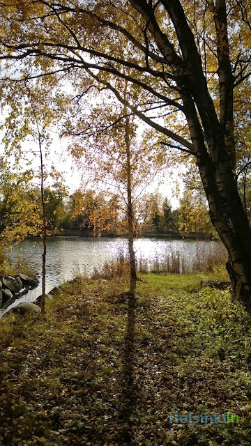 golden fall on Pihlajasaari