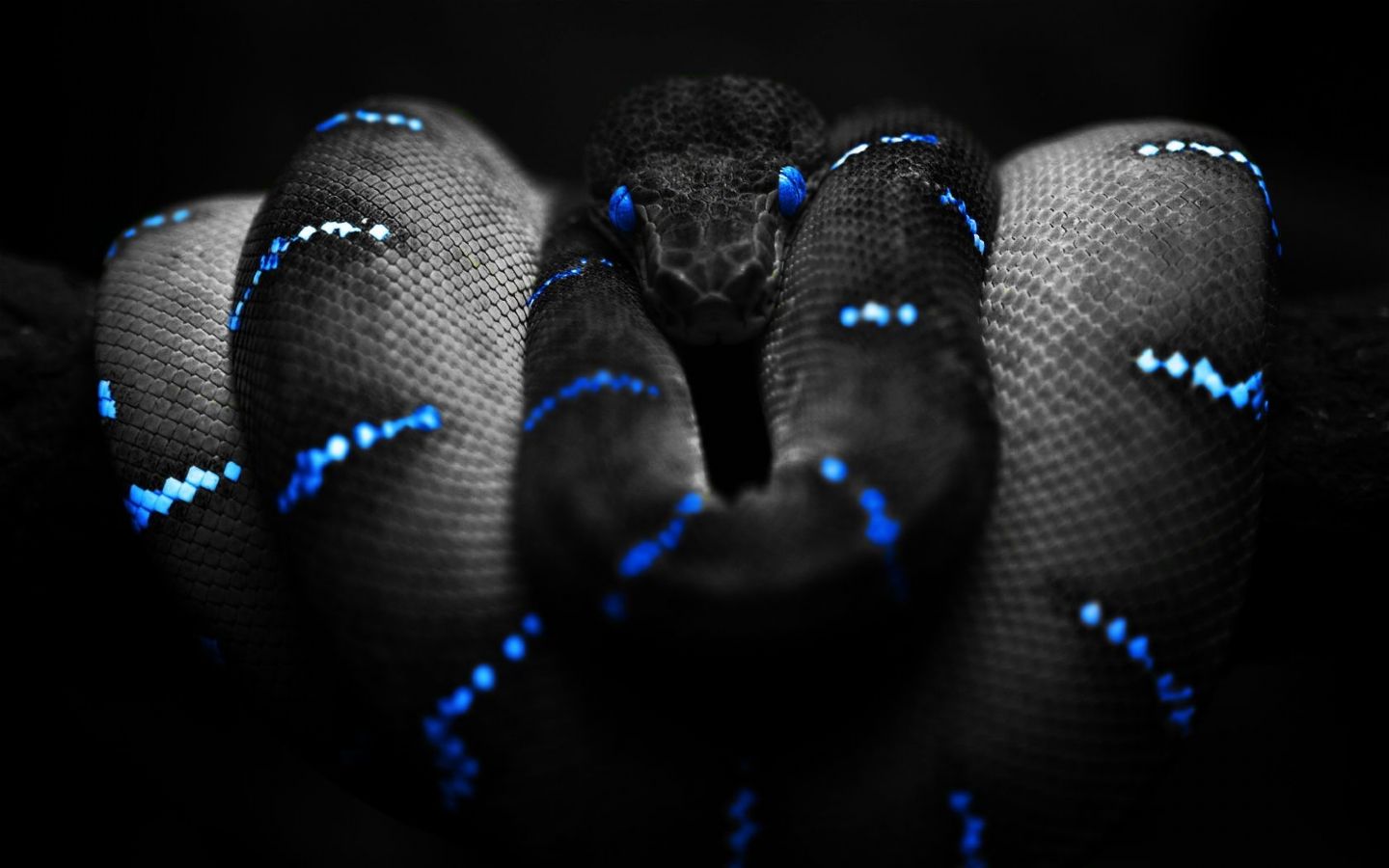 Black Snake