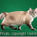 American bobtail home page pic