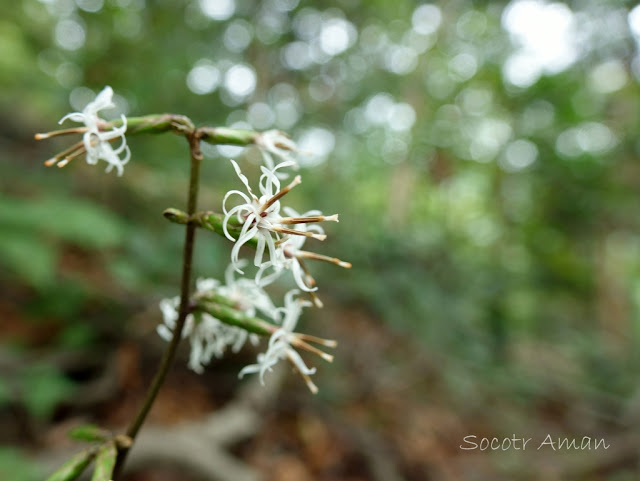 Ainsliaea acerifolia