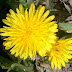 Spring dandelion