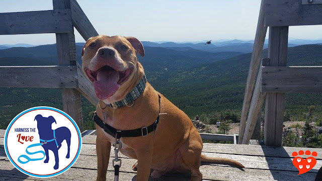 Gorgeous Milo looking happy in his front-clip harness